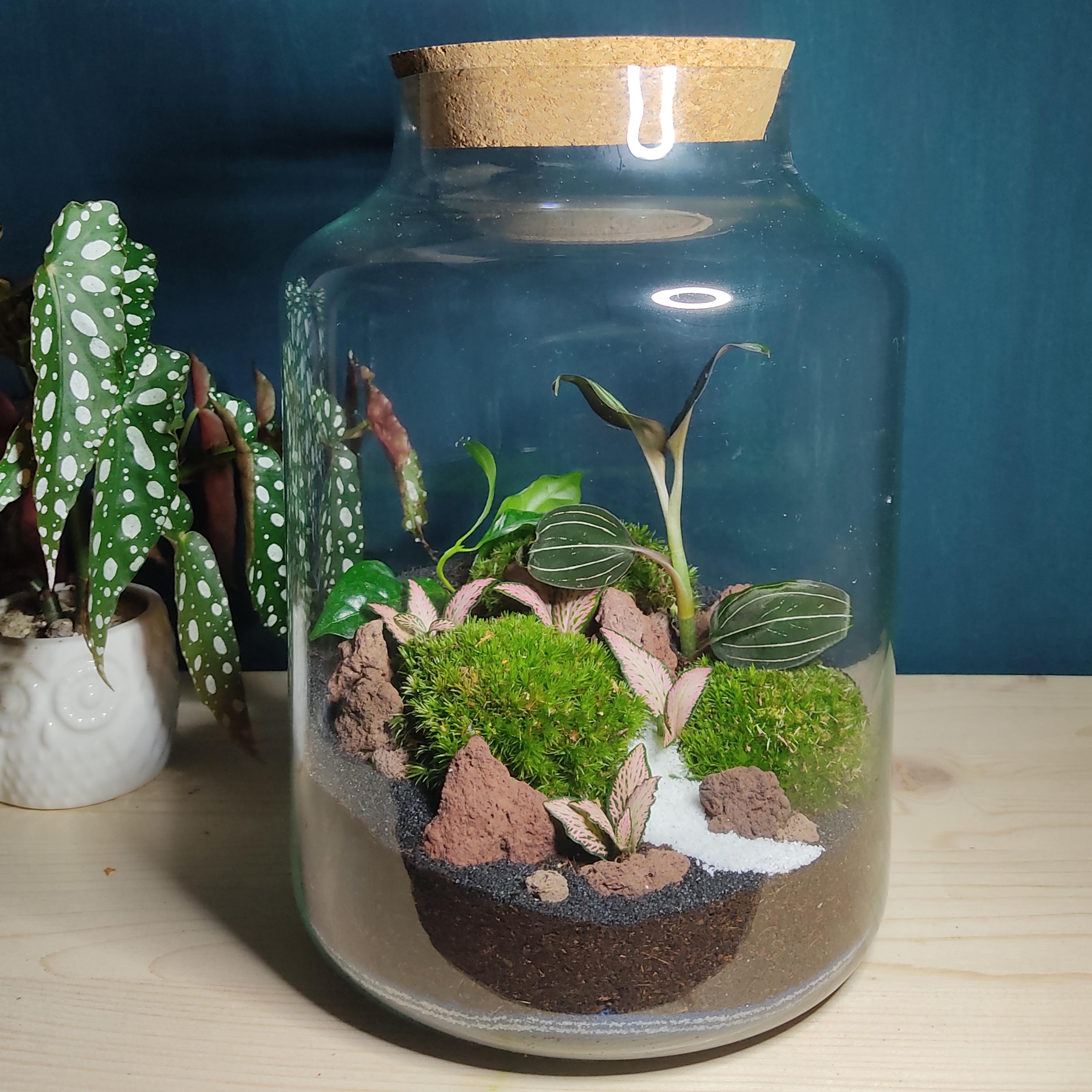 Réaliser votre propre terrarium lors de cet atelier