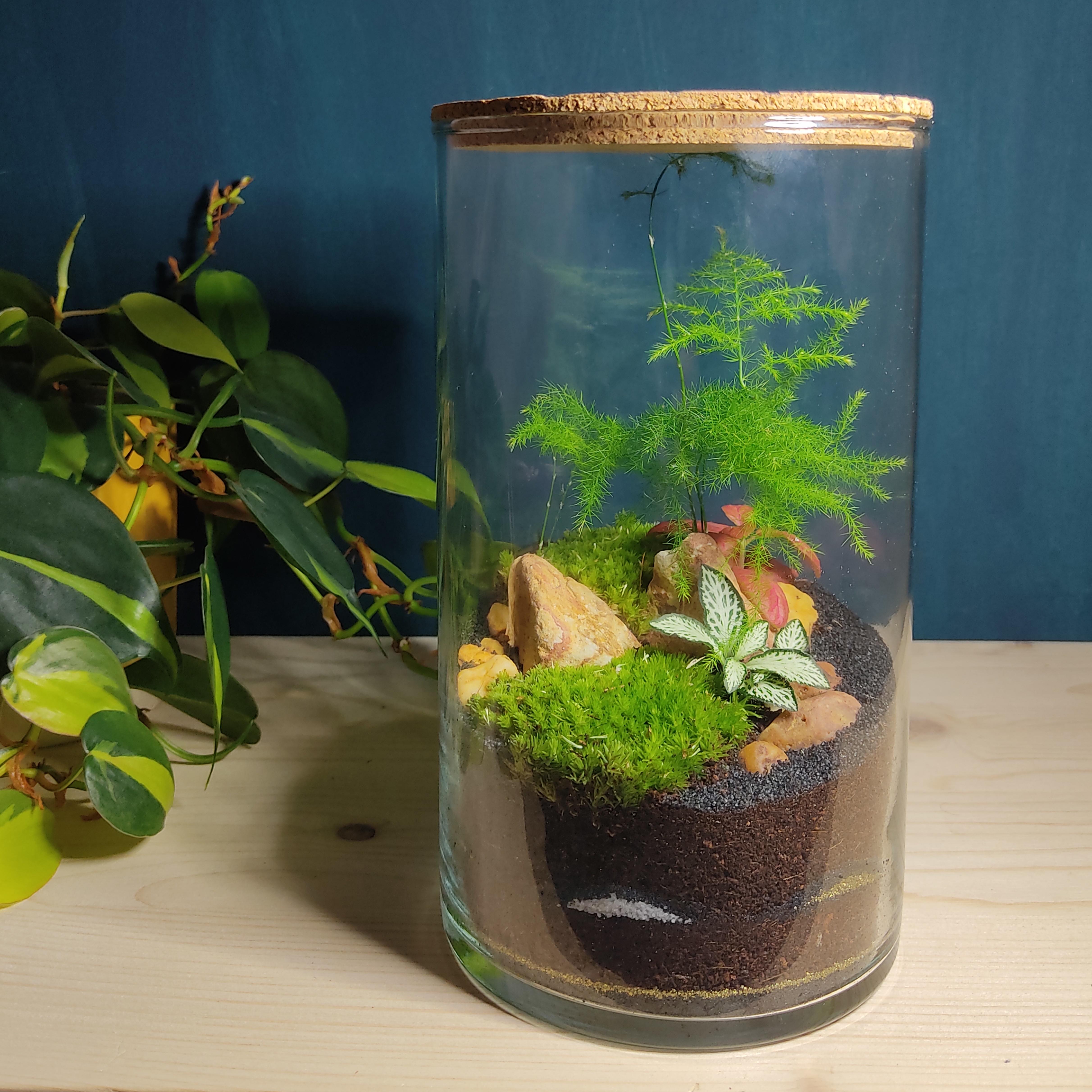 Réservez votre atelier Terrarium