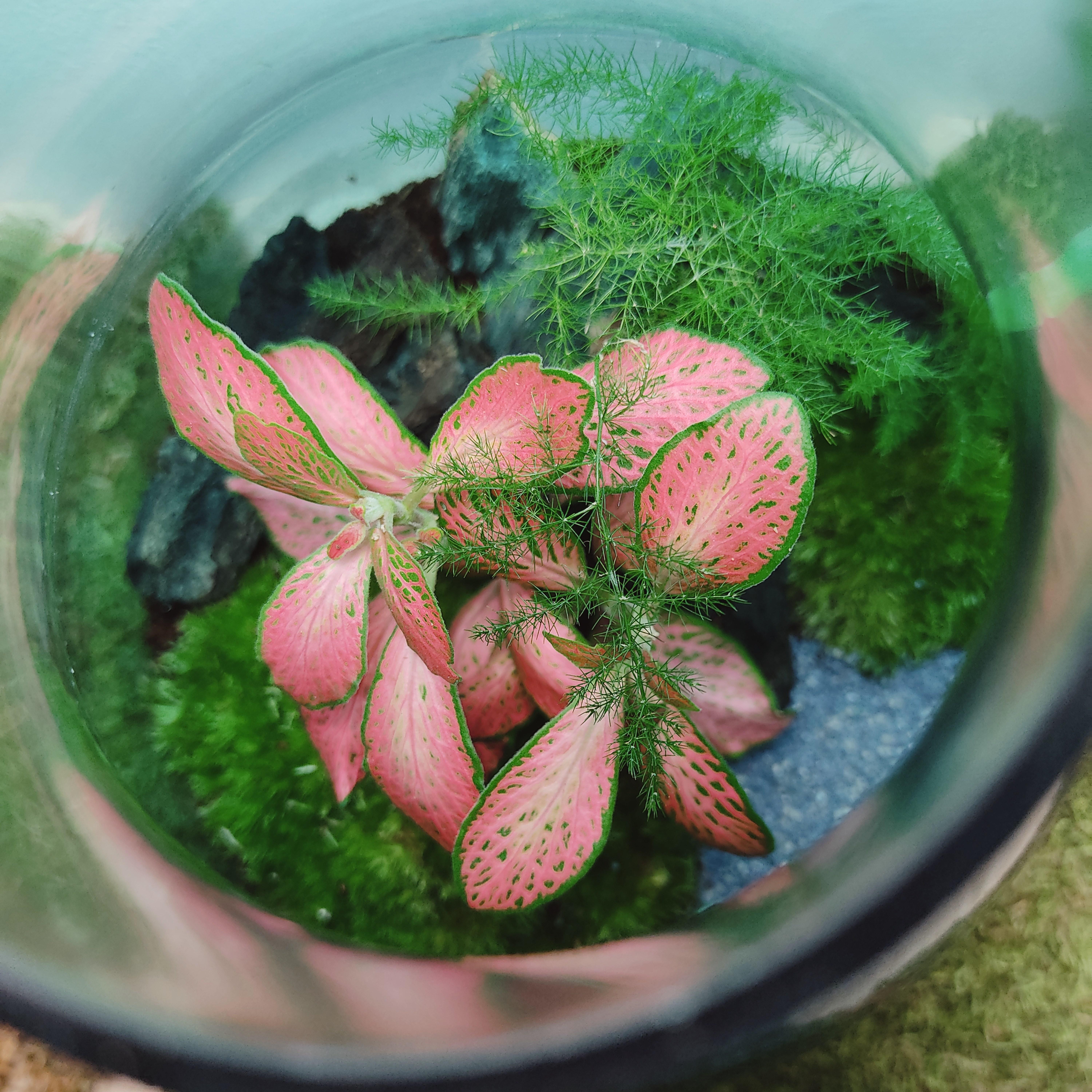 Problème de plante en terrarium