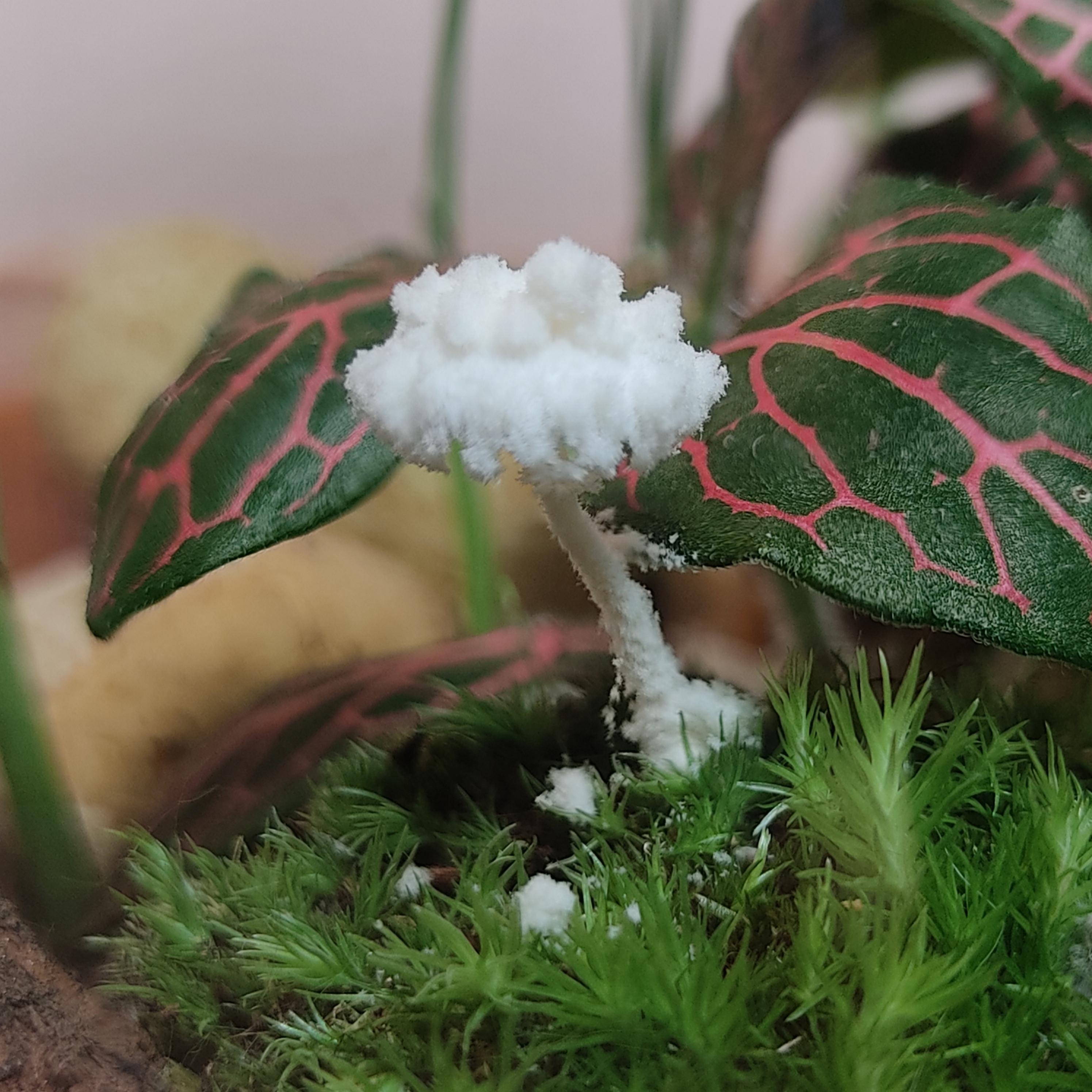 Des champignons dans un Terrarium
