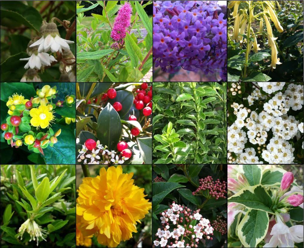 Shrubs