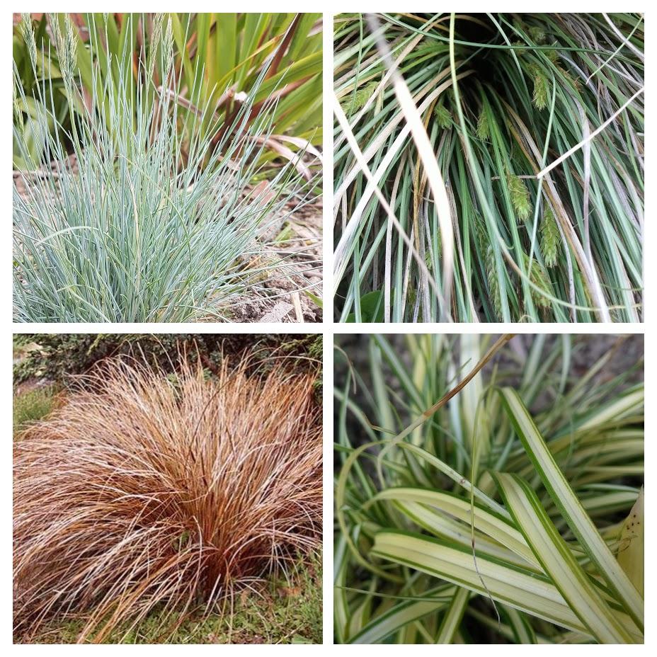 Grasses & Bamboo