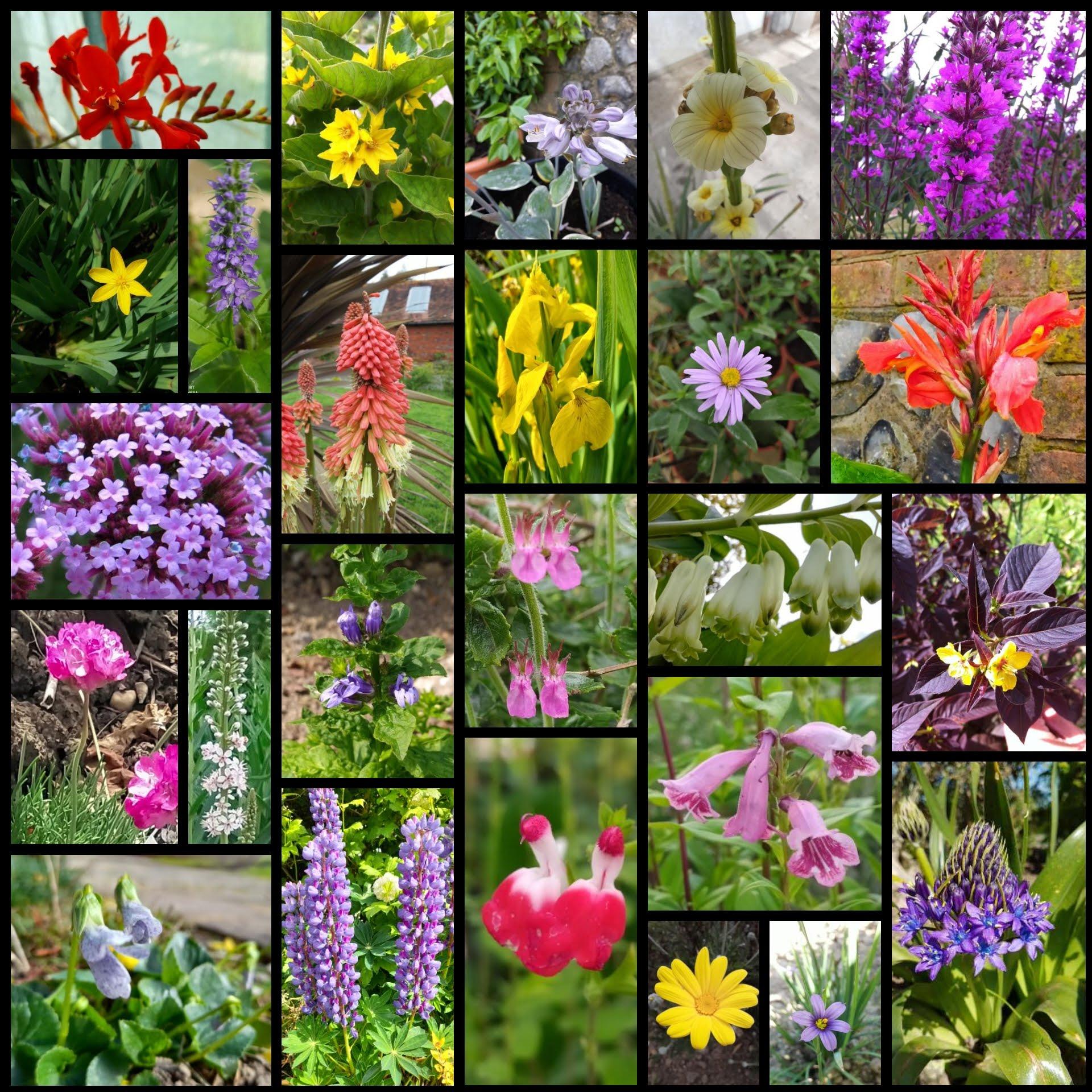 Perennials