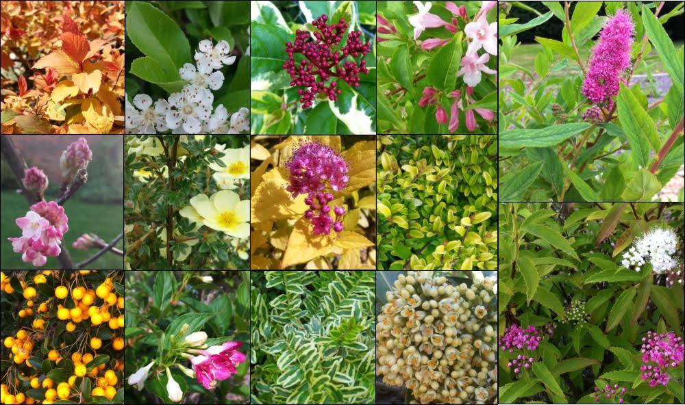 Evergreen & deciduous Shrubs 