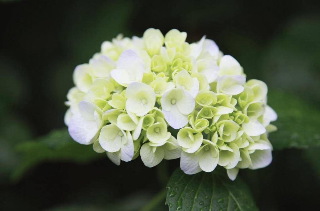 banner_image