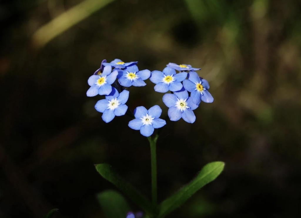 banner_image