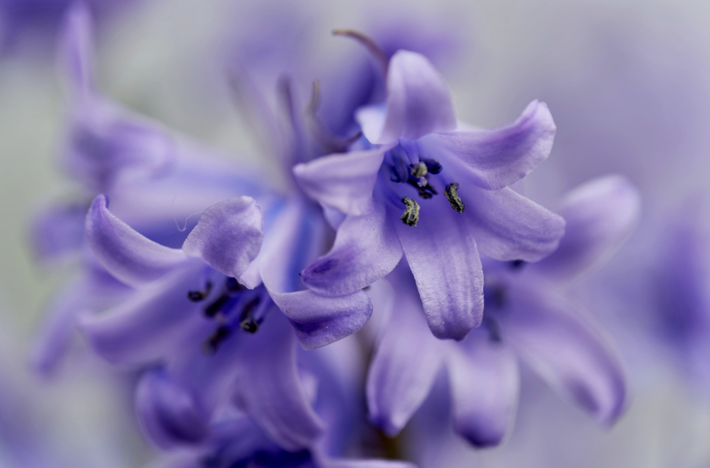 banner_image