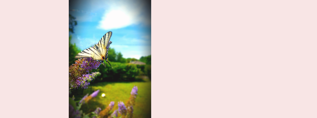 banner_image