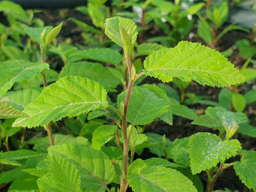 Jeune plant d'arbre dans la pépinière.