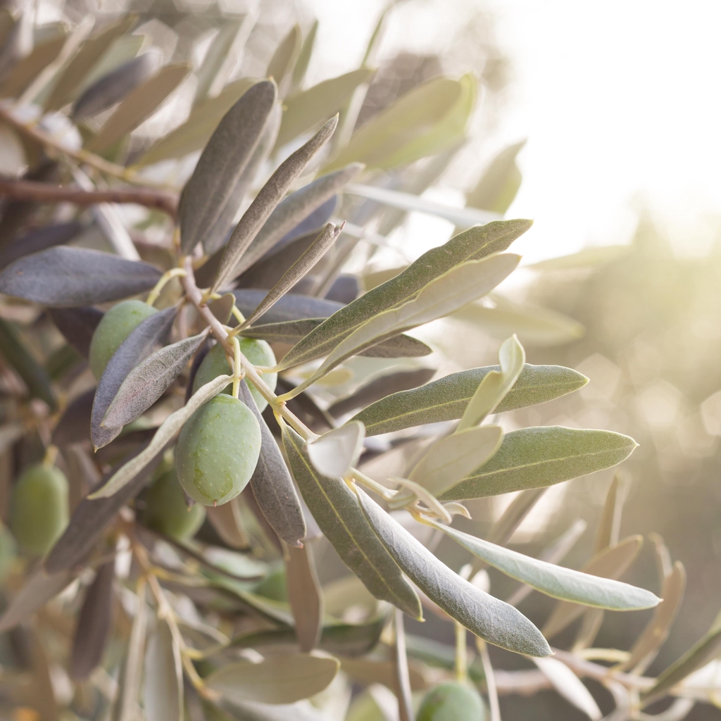 Créations de bijoux
avec des noyaux d’olives
et Massage à l'huile d'olive
