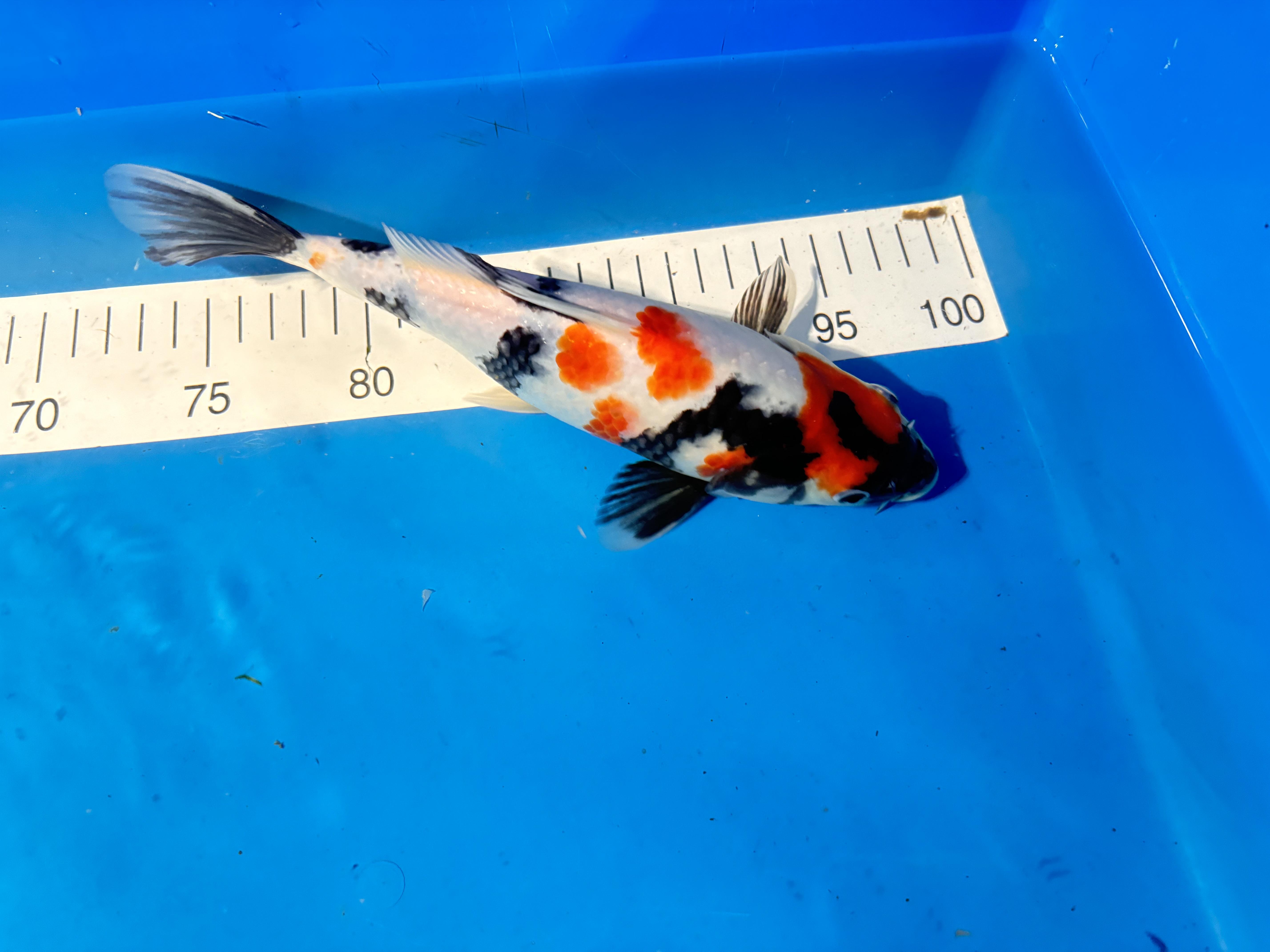 Book a Visit At Koi Heaven 