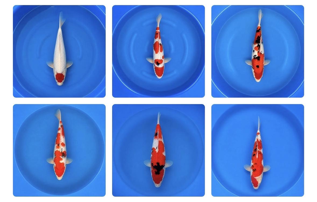 Keep up to date with what's been happening at 
Koi Heaven.