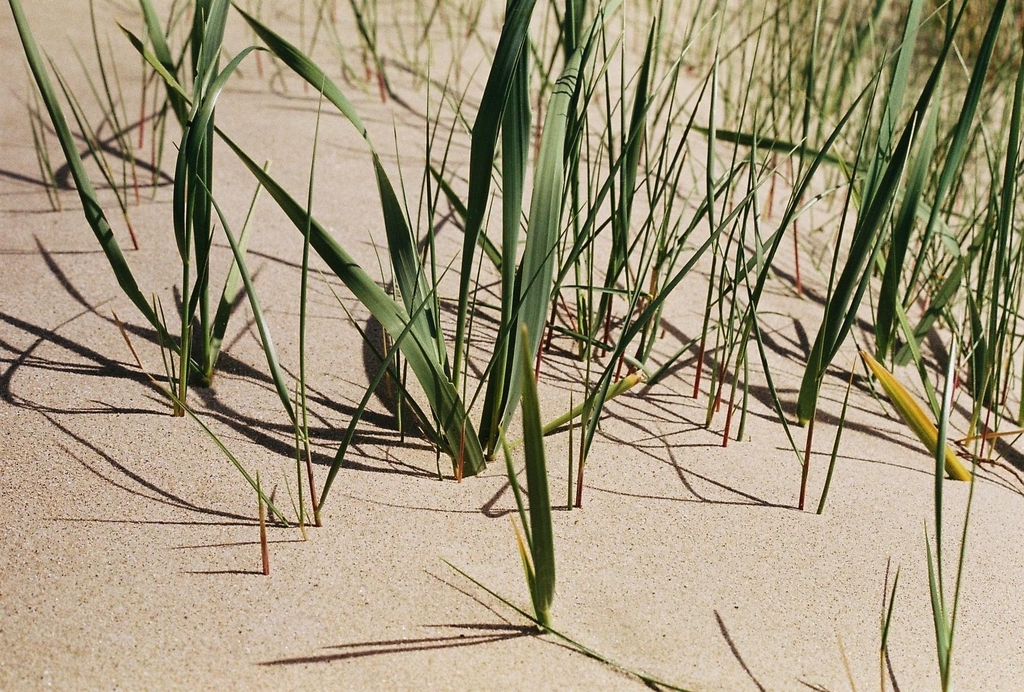 banner_image