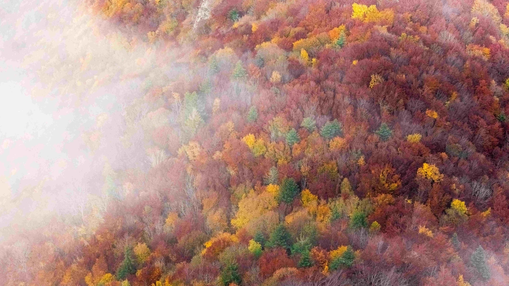 Nuage recouvrant une forêt en automne