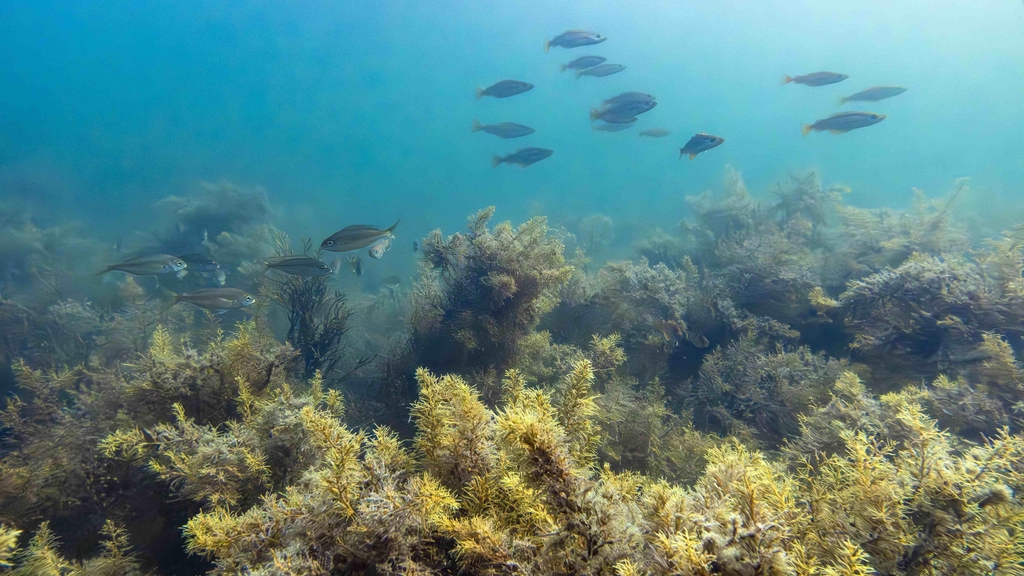 Poissons flottant au dessus des algues