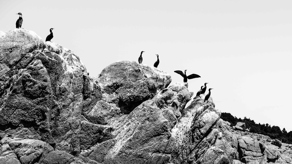 Cormorans sur un rocher
