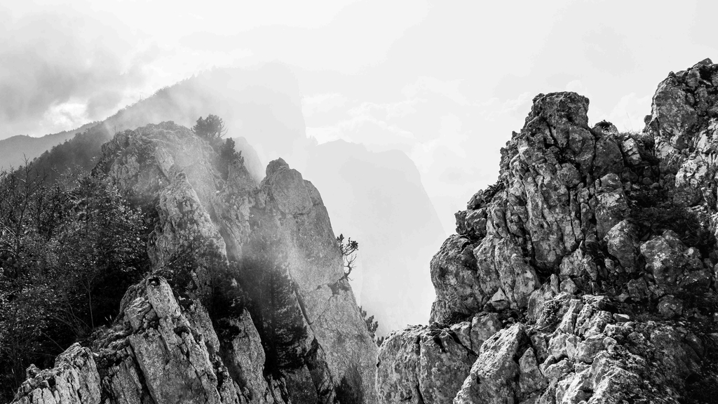 Arbre accroché à une falaise
