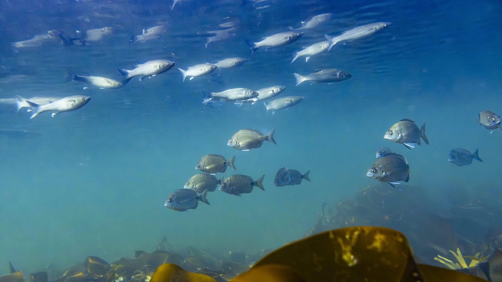 Banc de poissons, sars atlantiques