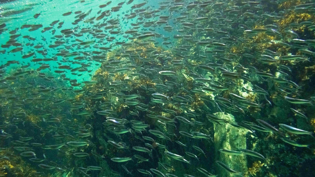 Banc de sardines