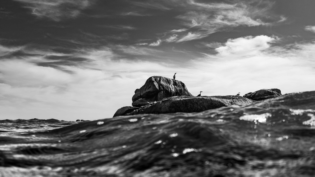 Cormorans et goélands sur rochers 