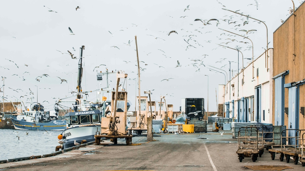 Multitude de goélands sur le port