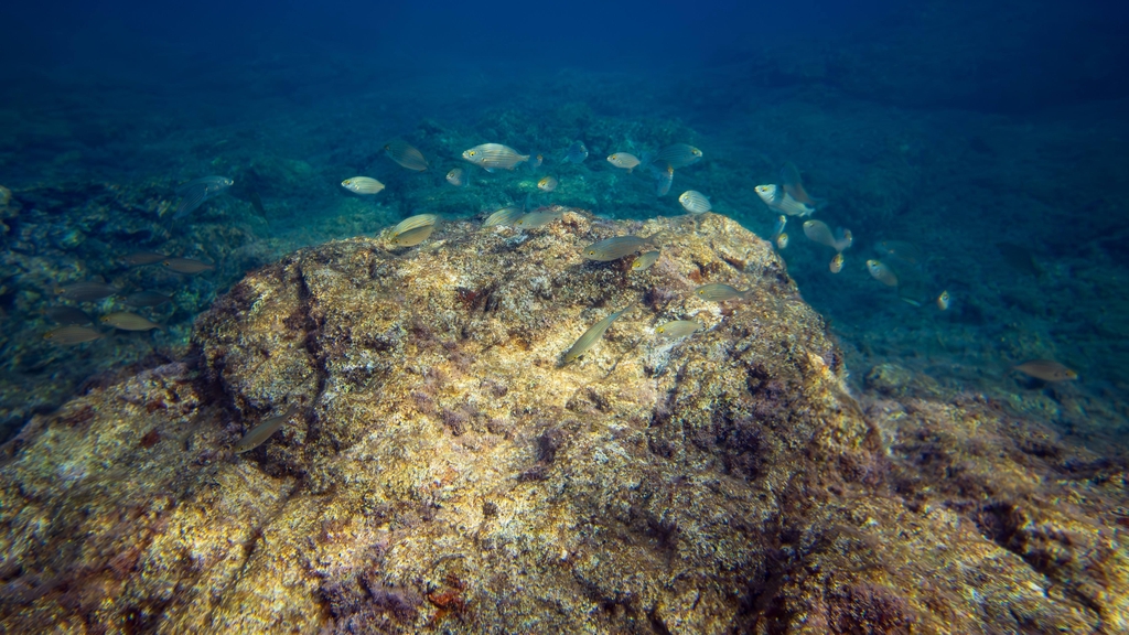 Poisson sur un rocher