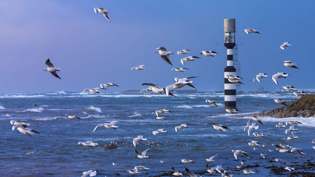 Oiseaux marins en vol groupé face au vent