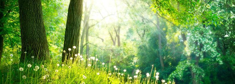 Grafik helle Lichtung im Laubwald