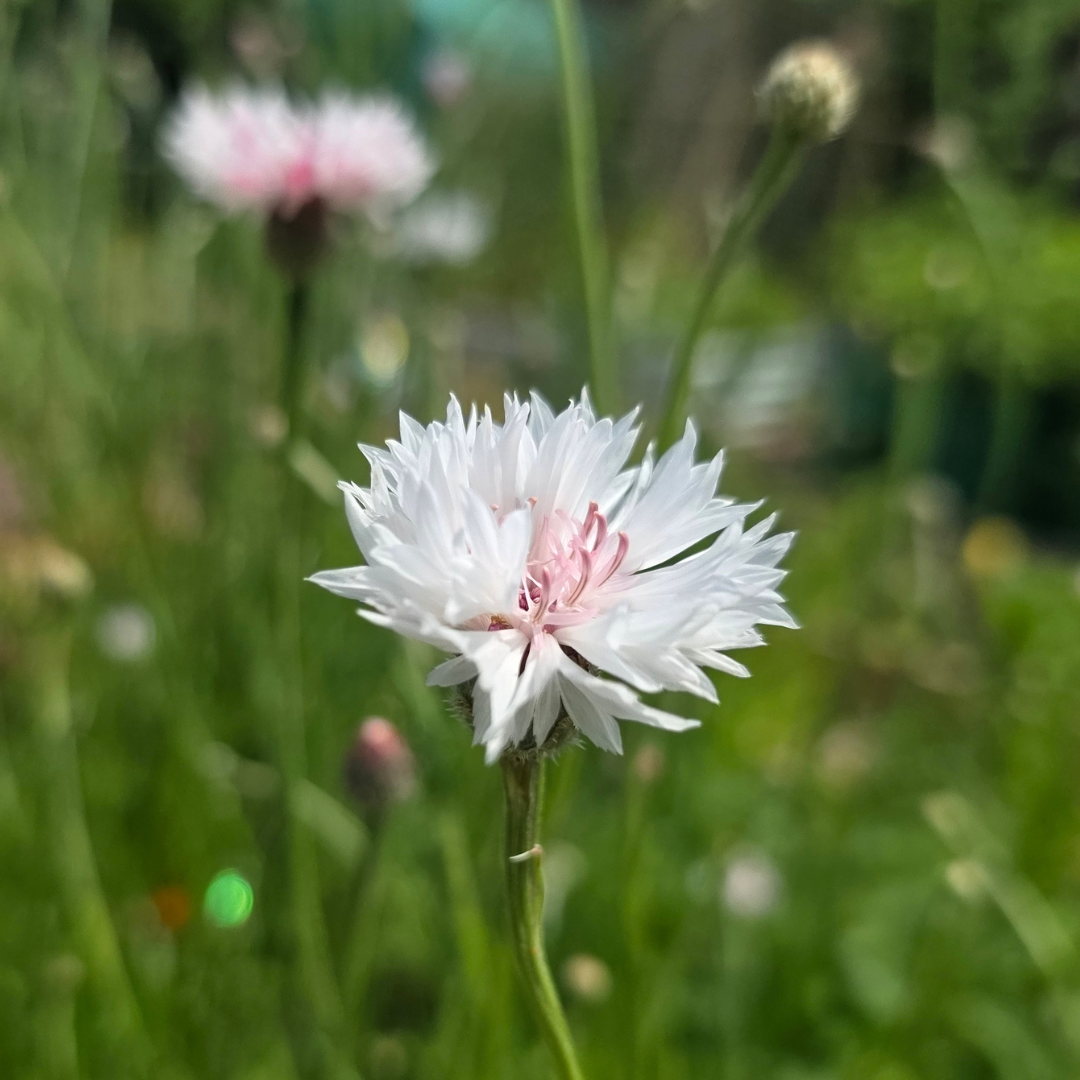 Field to vase. British grown flowers delivered to you. Grown not flown, and nature friendly too.