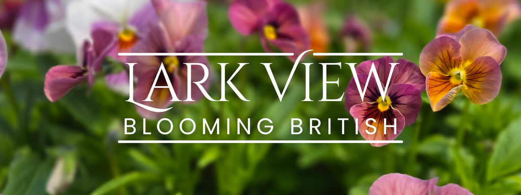 Lark View Flowers
Blooming British
Locally Grown Suffolk Flowers