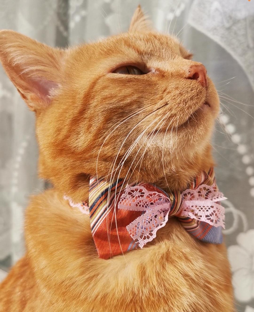 Funky Cat Town