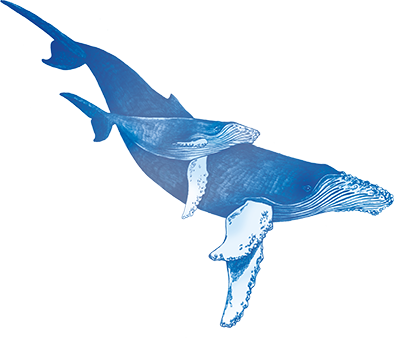 print, risographies et stickers illustration