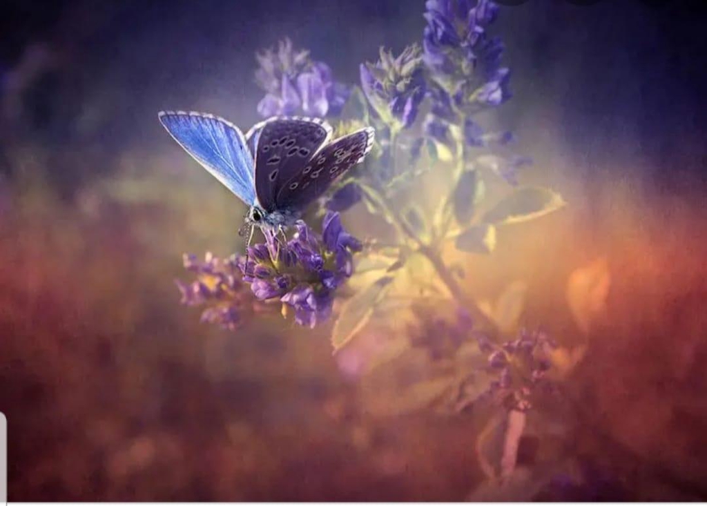 banner_image