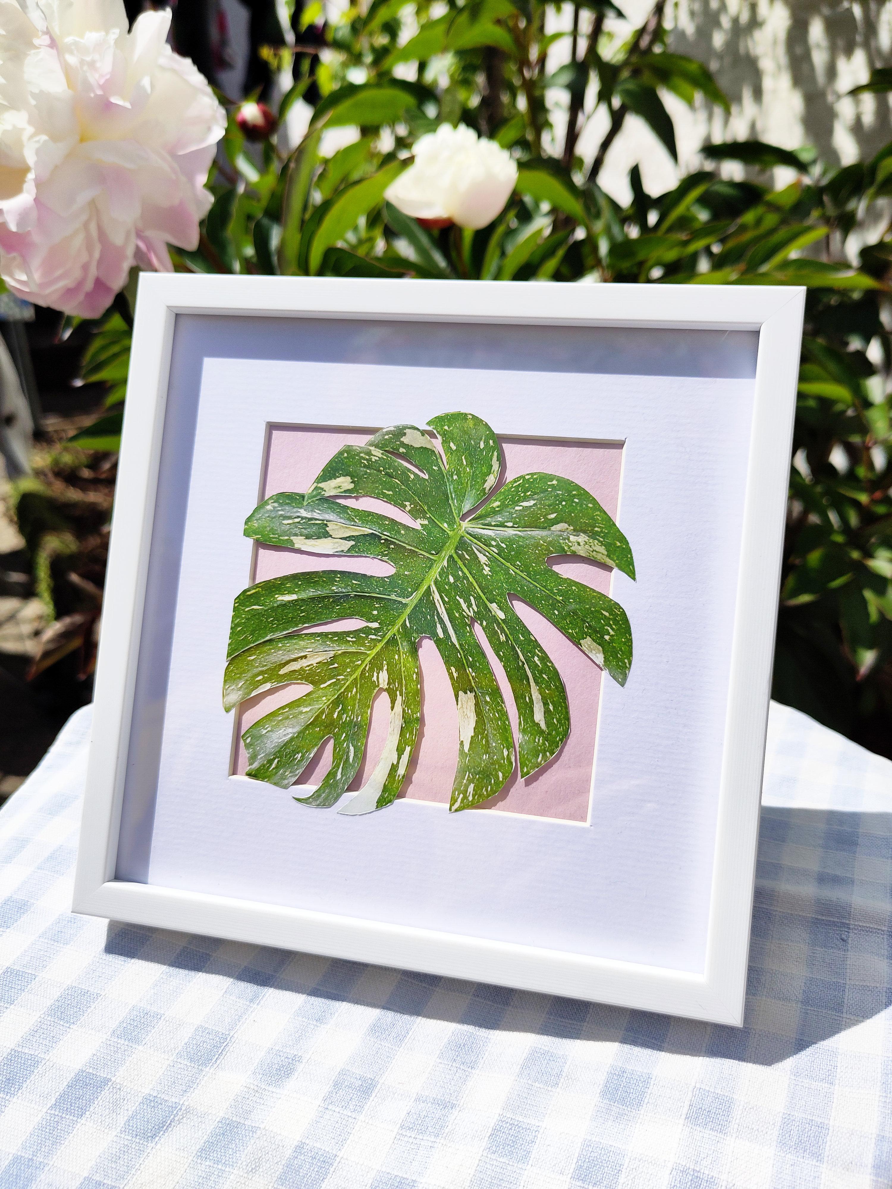 A simple collage of a Thai Constellation Monstera leaf on a pale pink background. It's in a small, square white frame. The frame is resting on a light blue and white tablecloth in the garden.