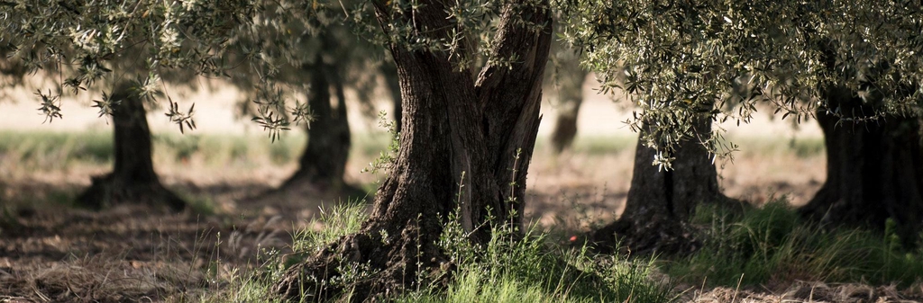 banner_image