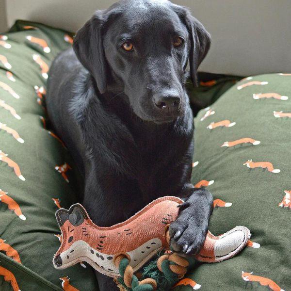 Des accessoires pour chien de qualité supérieure. ⭐️
