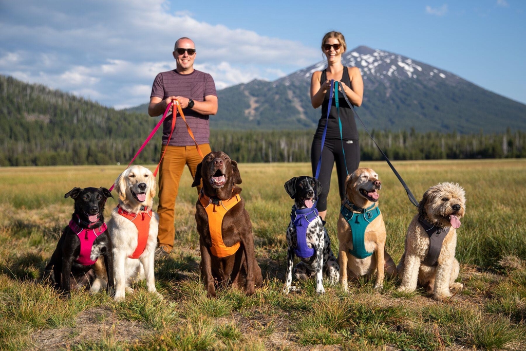 DogShop - Des accessoires pour chien