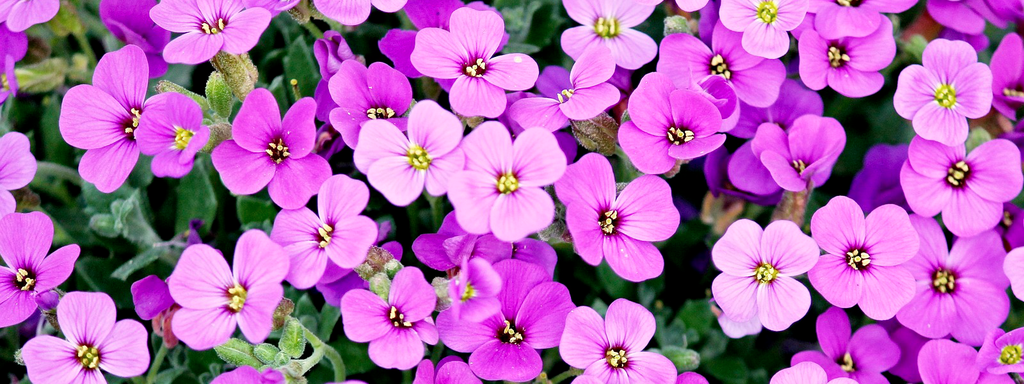 banner_image