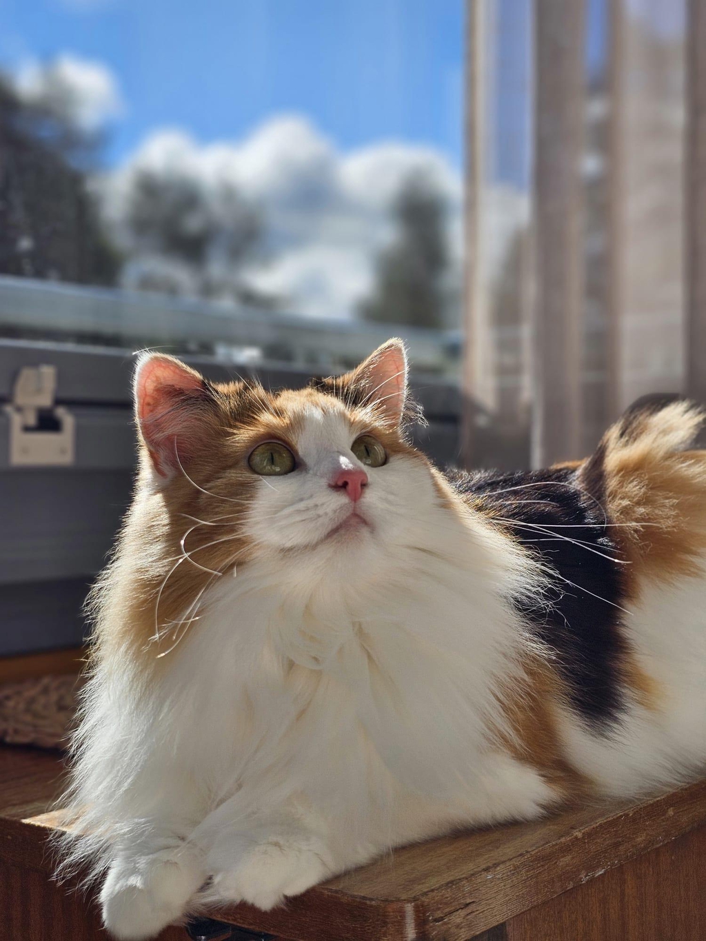 Kissan trimmaus kempeleessä