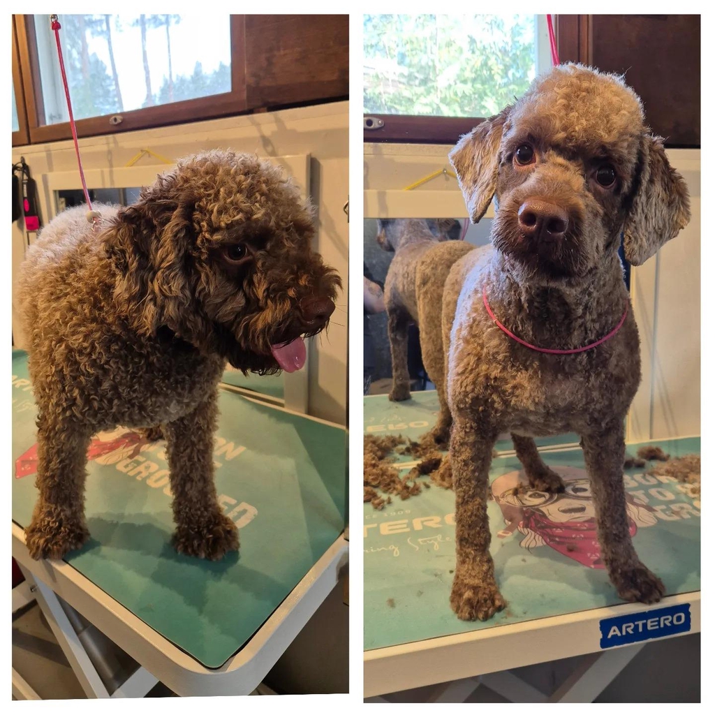 Koiran trimmaus Kempeleessä