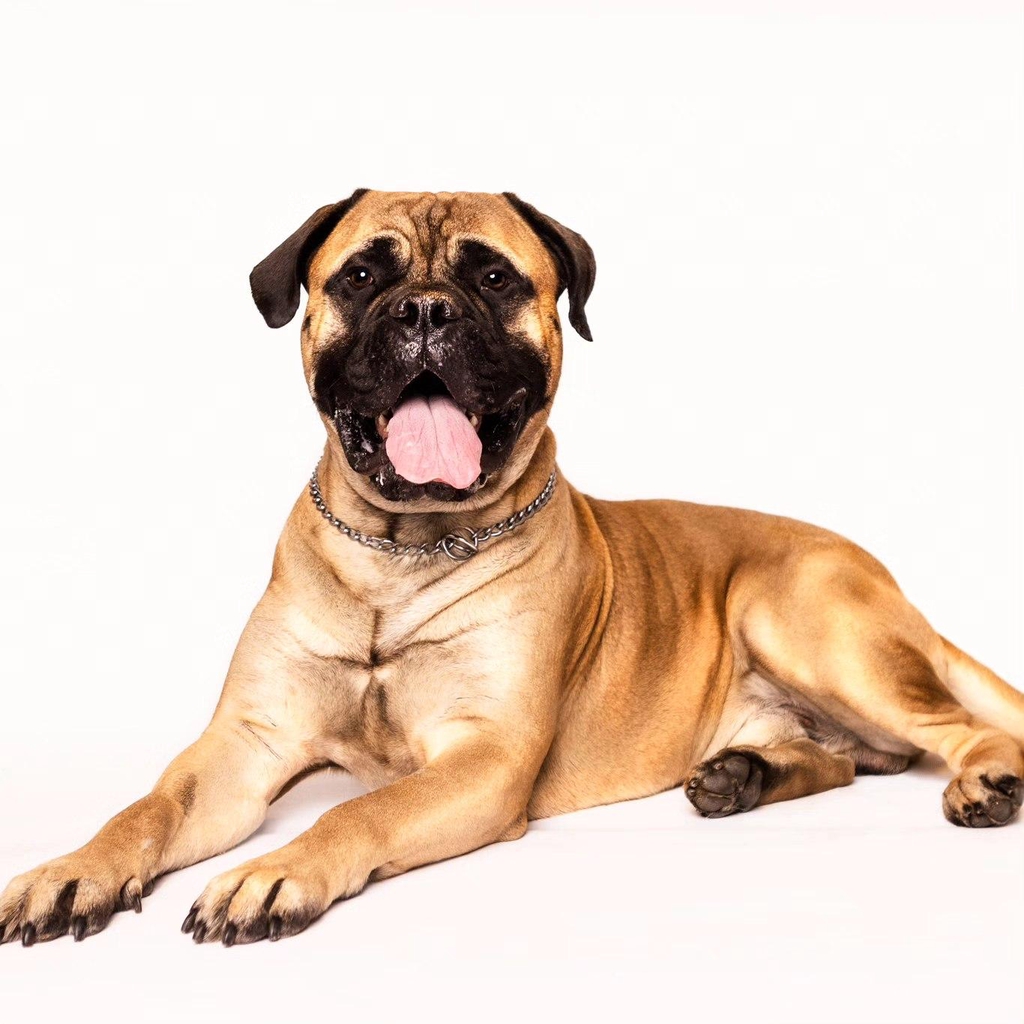 Koirahieronta ja laserhoito kempeleessä