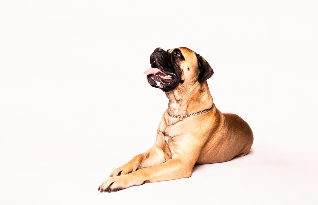 Koirahieronnat ja laserhoidot