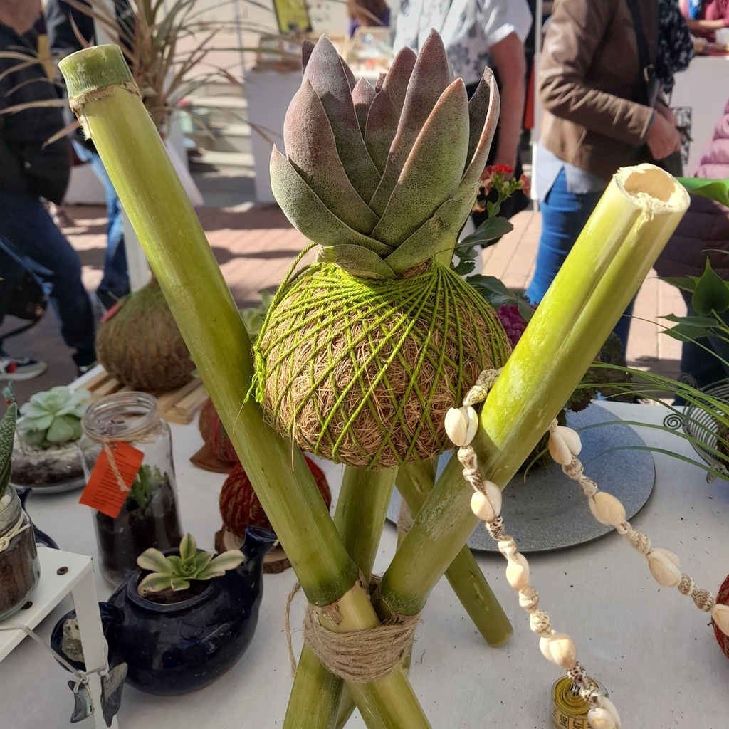 Regala kokedama...son bellos y ayudan a limpiar las energias
