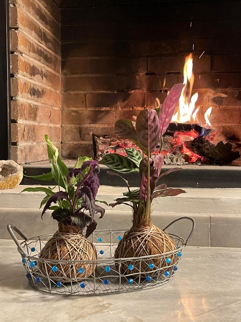 Kokedamas Wonderland es una tienda on line creada con mucho amor ofrezco kokedamas y terrarios de muchos tipos fáciles de cuidar y bellos en si mismos.
