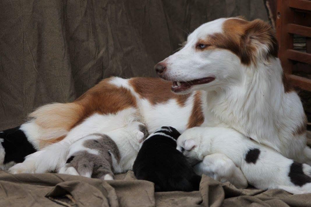 Croquettes Apache Click & Collect