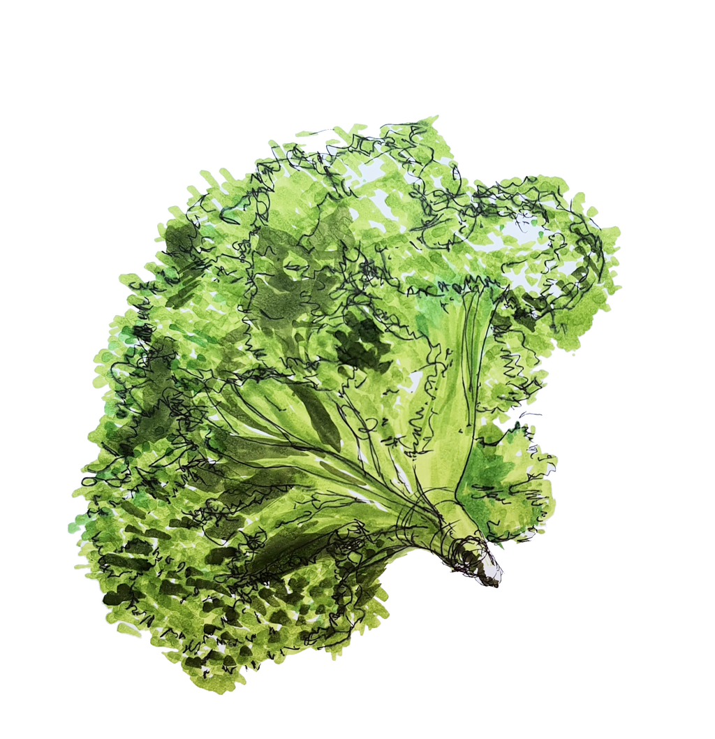 Sketch de una preciosa lechuga con tonalidades verdes fascinantes.