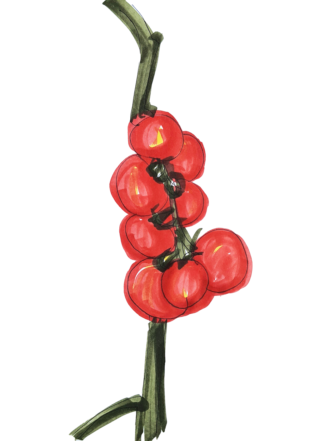 Maravilloso sketch de un racimo de tomates cultivados bajo agricultura urbana.