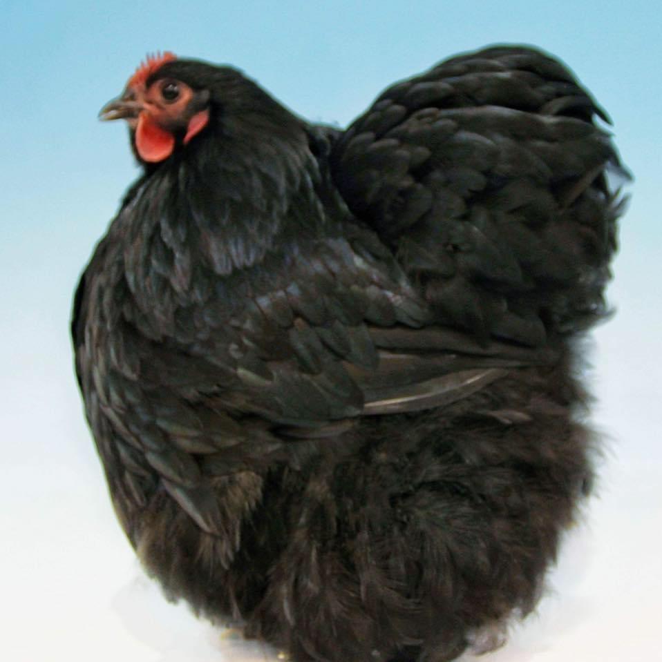 banner_image