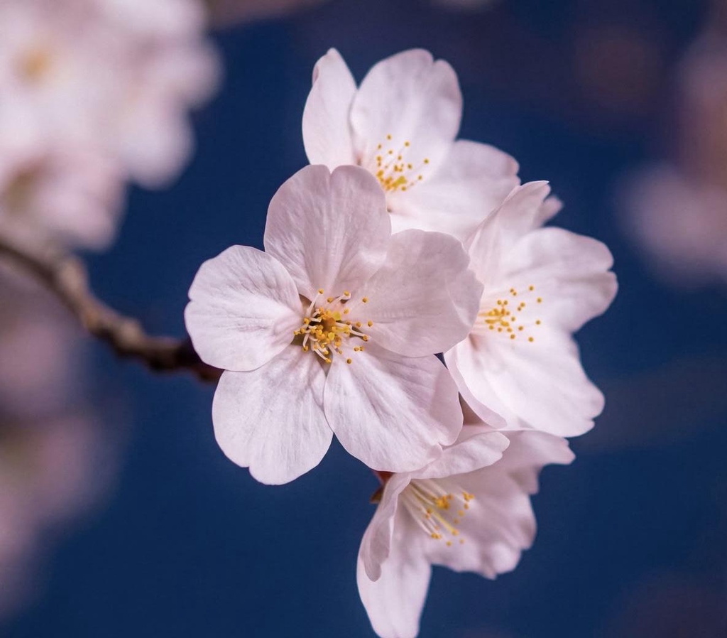 banner_image