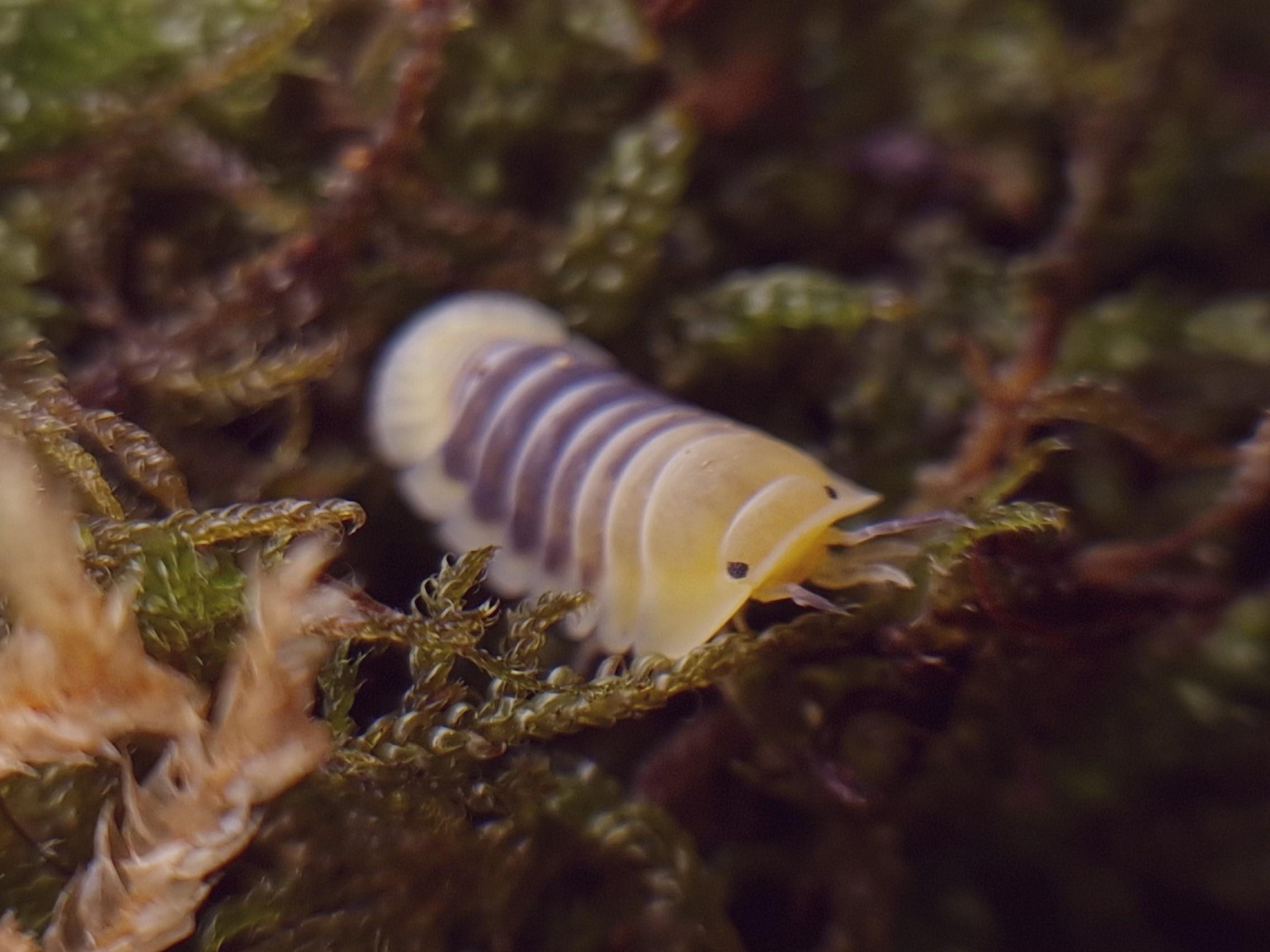 Cubaris sp jupiter, Cloporte